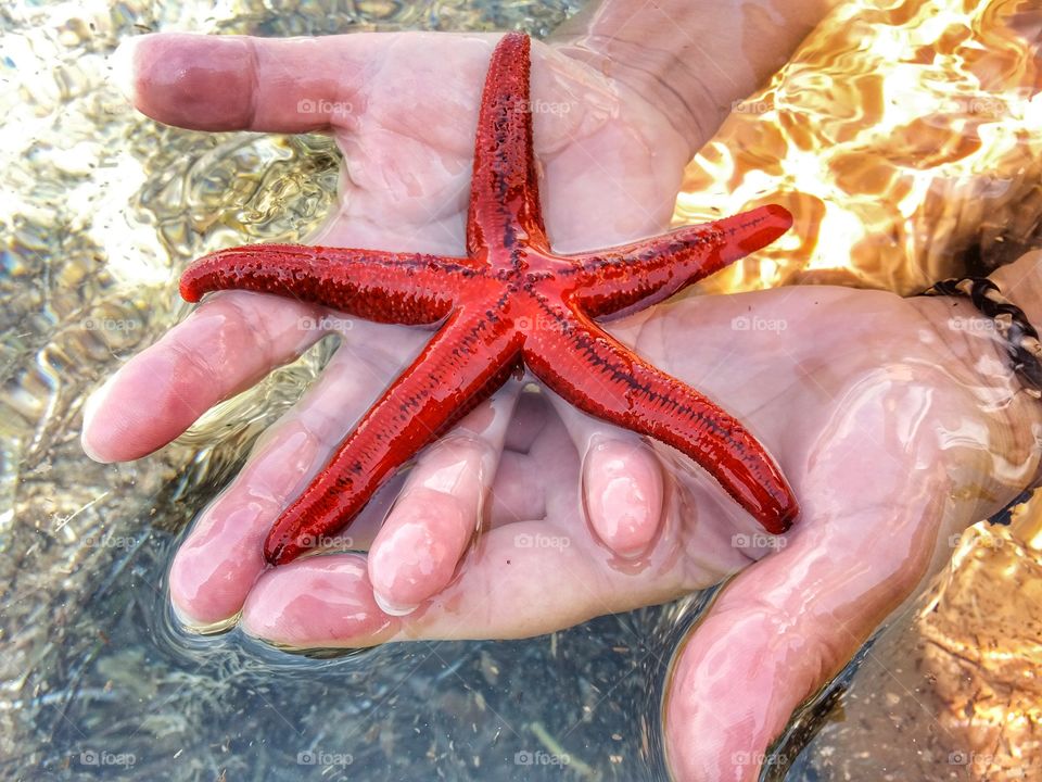 Being friends with a starfish!