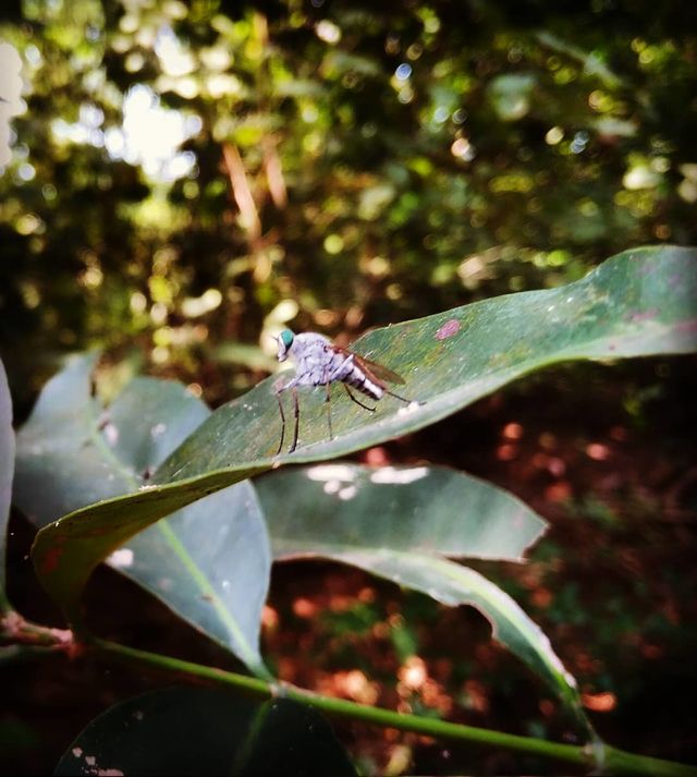 fly