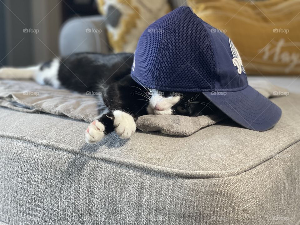 Hat Cat