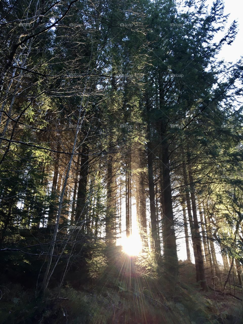 Sun beams peeping through the trees in Hamsterley Forest 