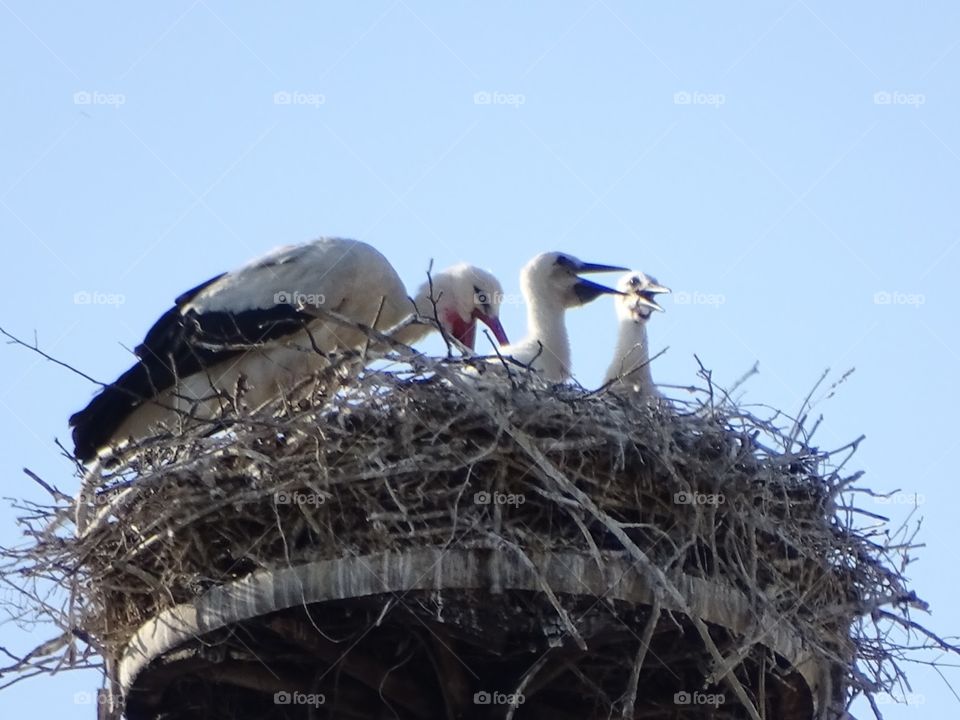 Storks with the babies