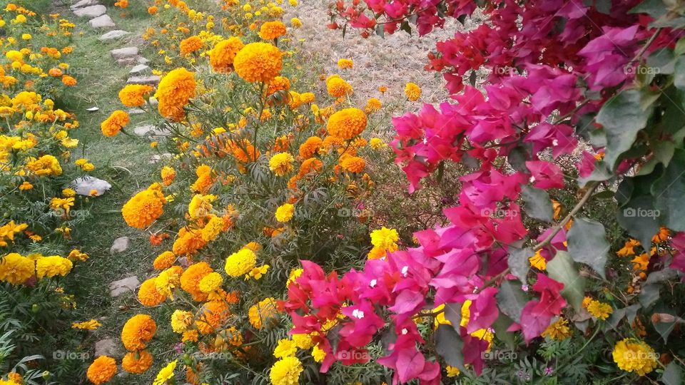 A beautiful scene of yellow marigold flowers in the garden.
