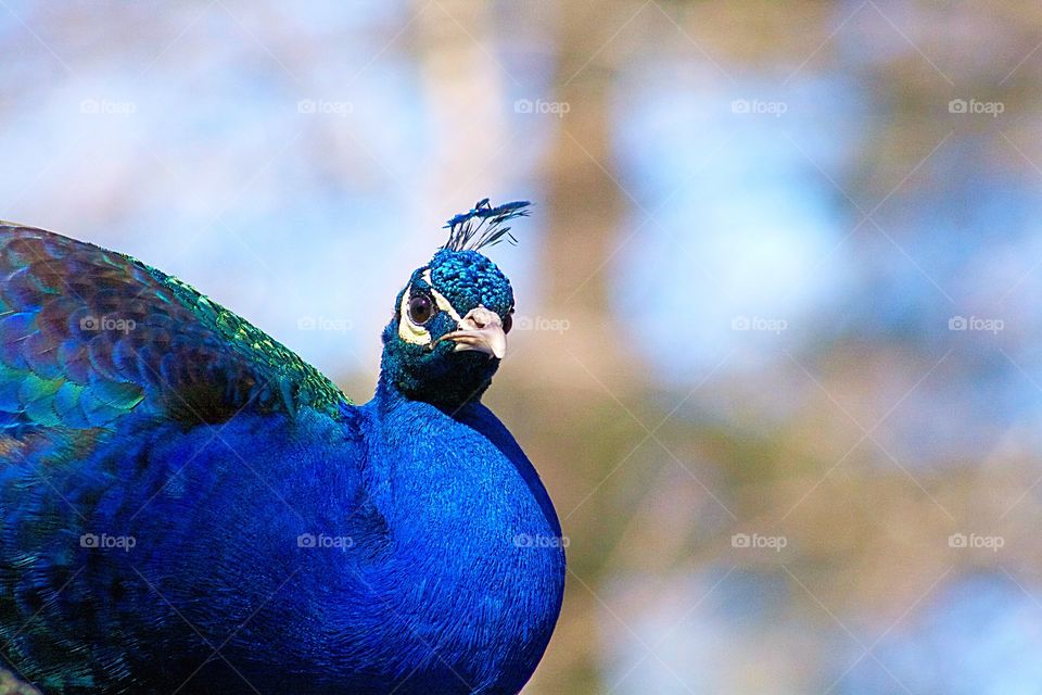 Peacock up close. Are you looking at me?