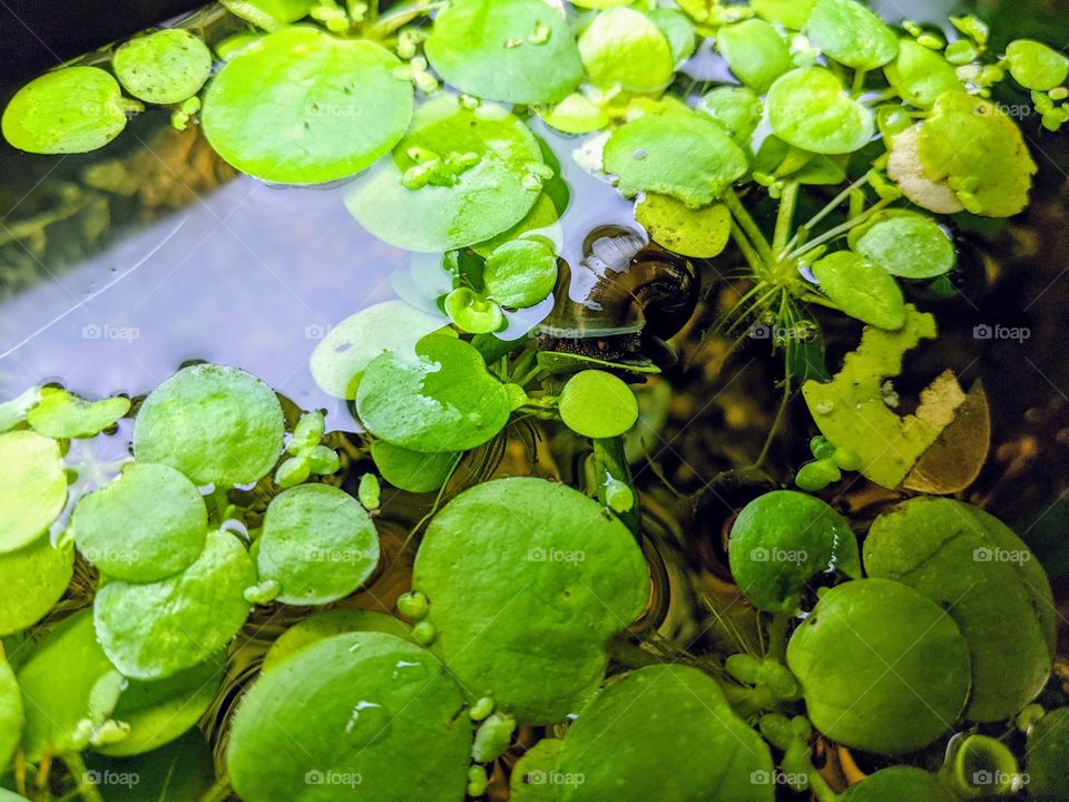 Black Mystery Snail sleeping on green frogbit