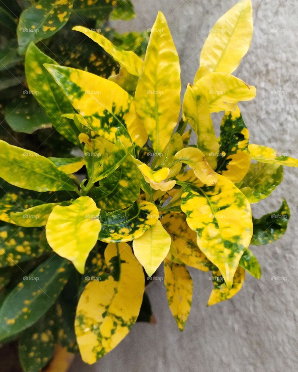 yellow plant