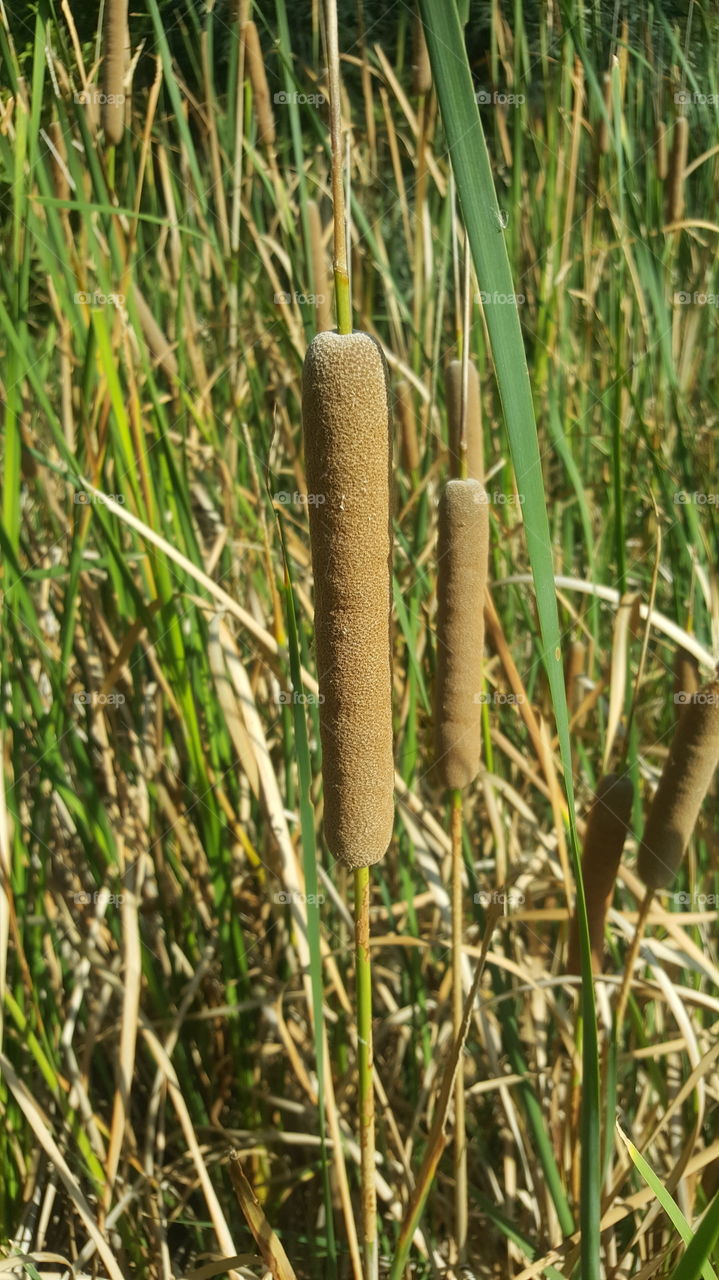 cattails