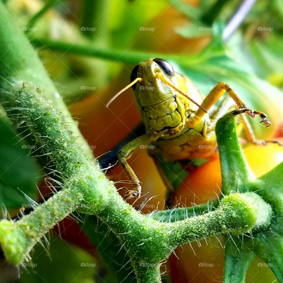 Grass hopper in the tomatos