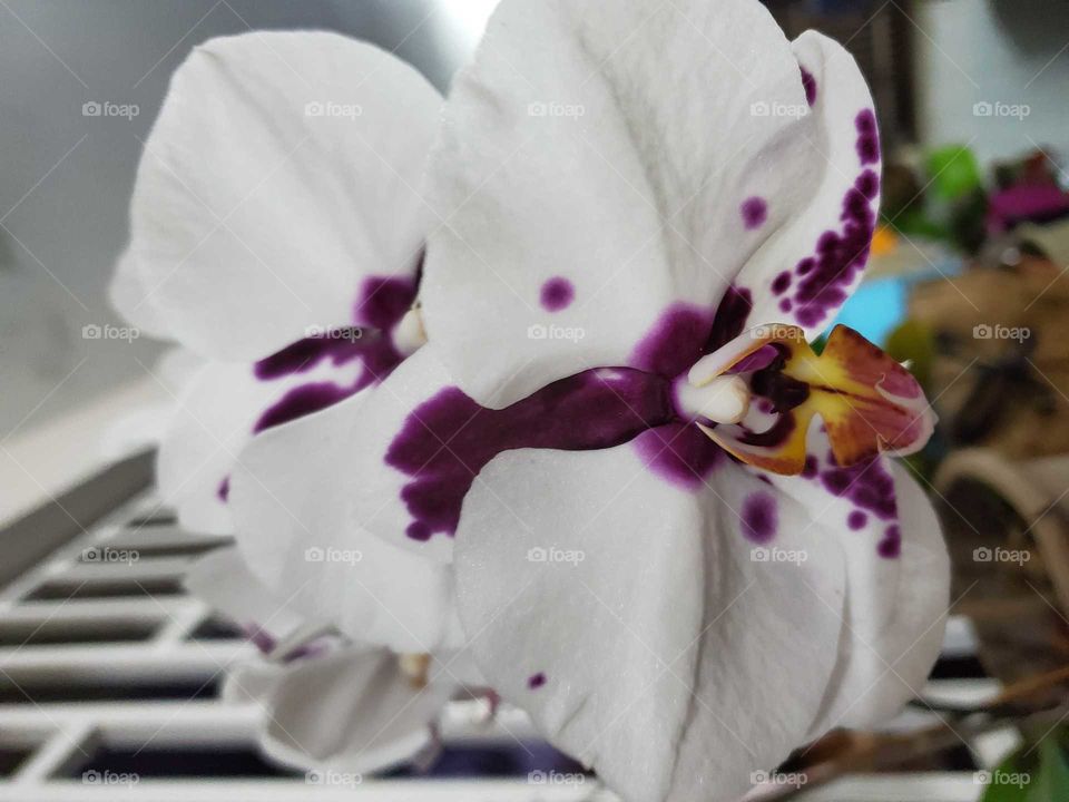 exotic orchids in my secret garden