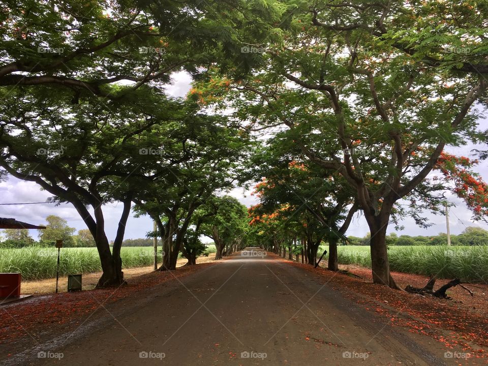 Path of the Le Flamboyant after the storm.