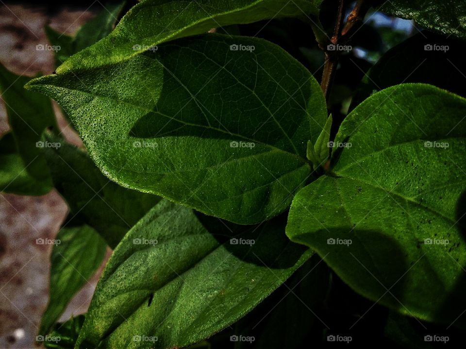 green Leaf /  greenphotography   
texture