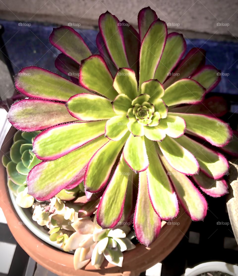 Colorful aeonium