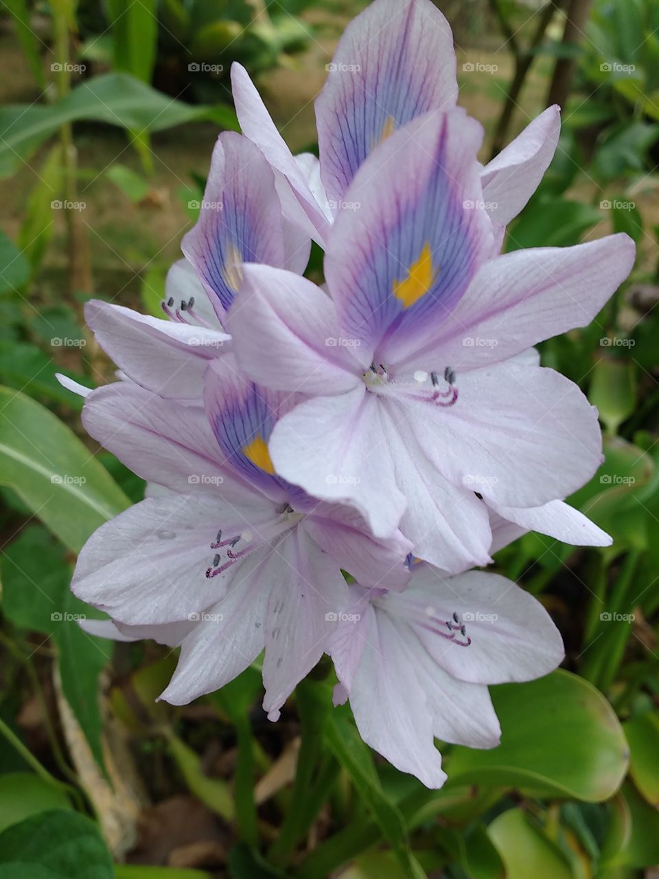 Water hyacinthus flowers