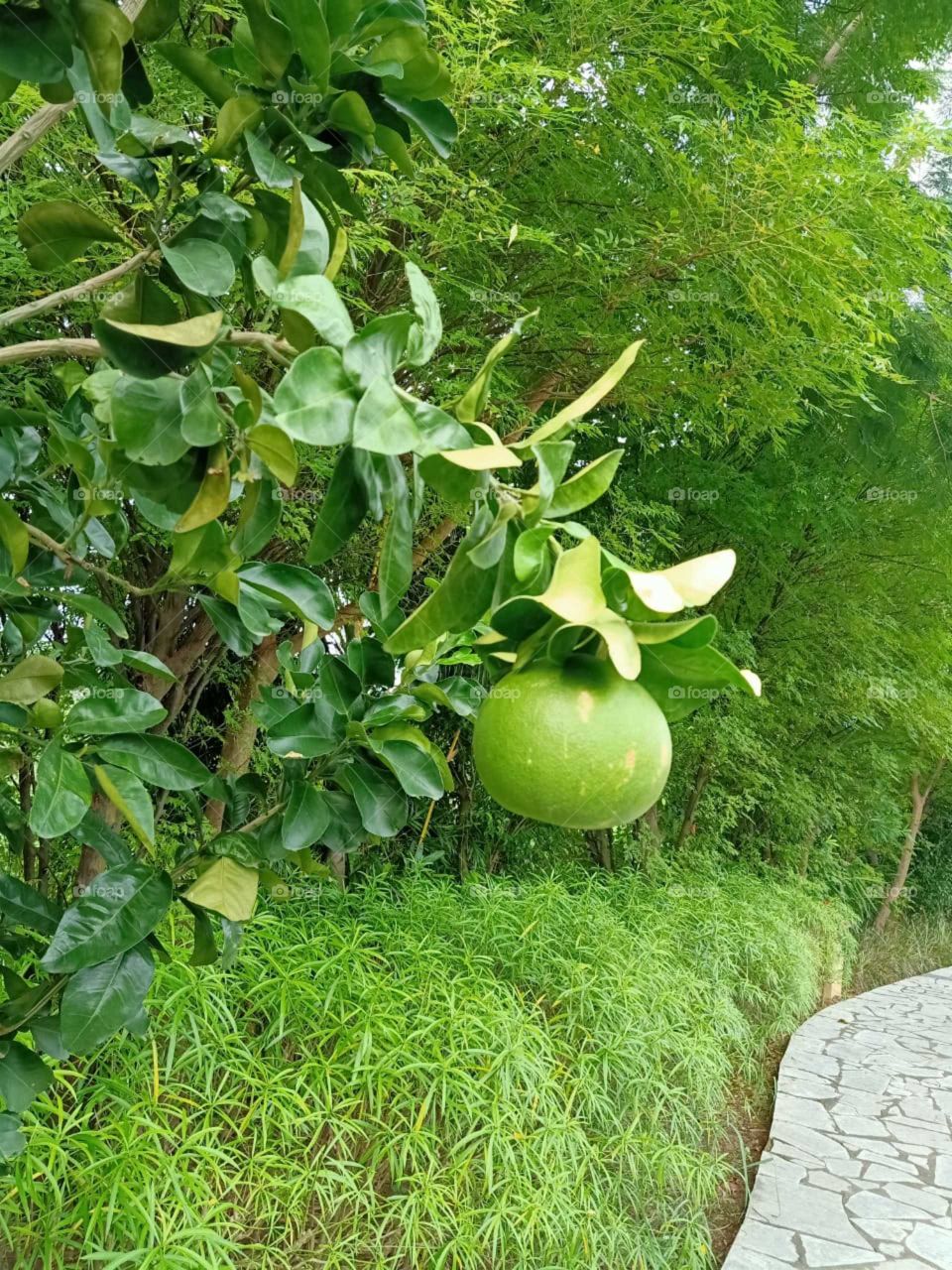 Best citrus microptera nice looking image