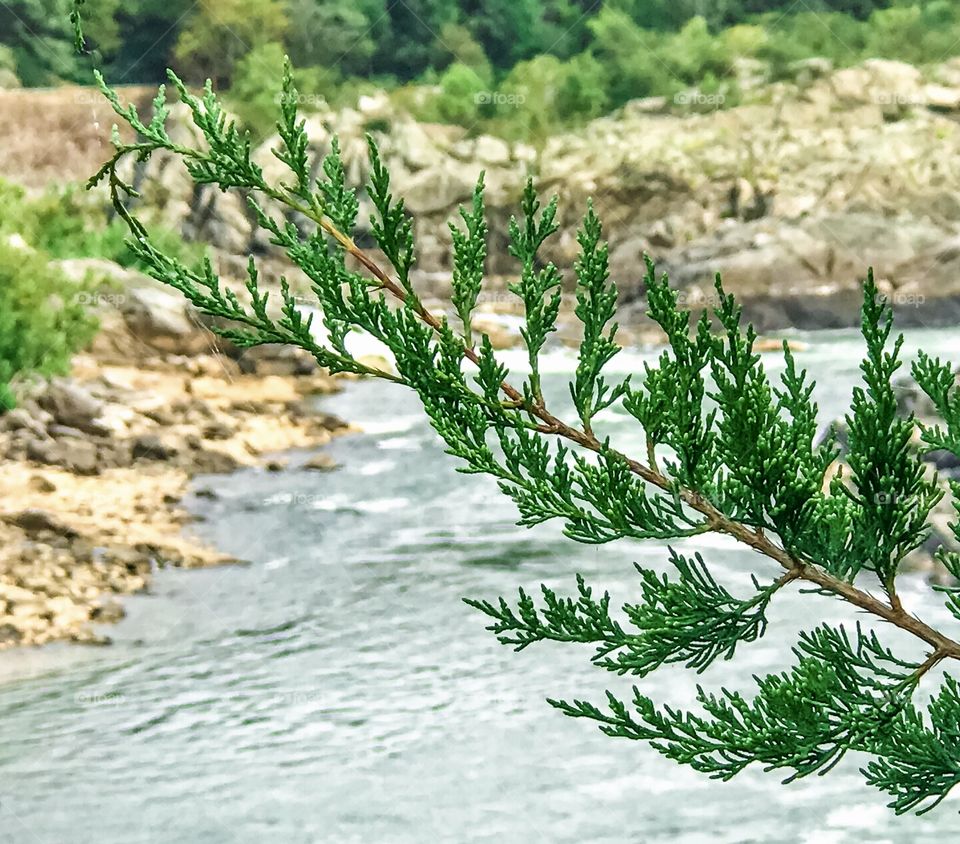 Pine branch over flowing river 