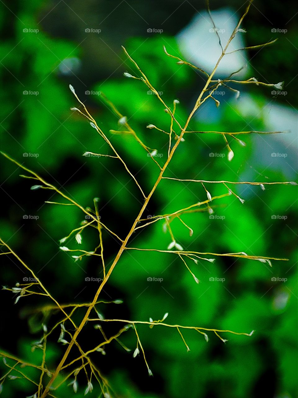 PORTRAIT OF A PLANT(Flowers of India-
Arundinella pumila)