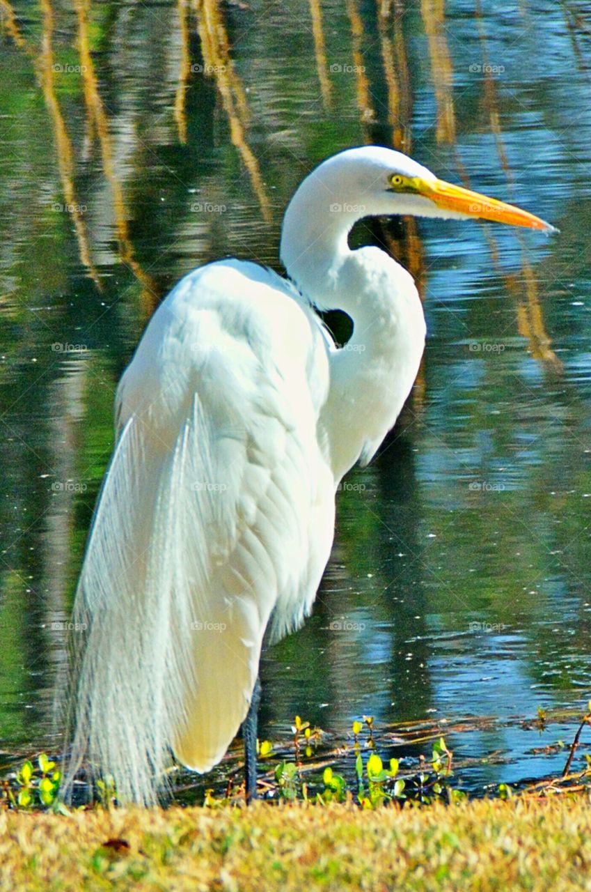 Beautiful Egret 