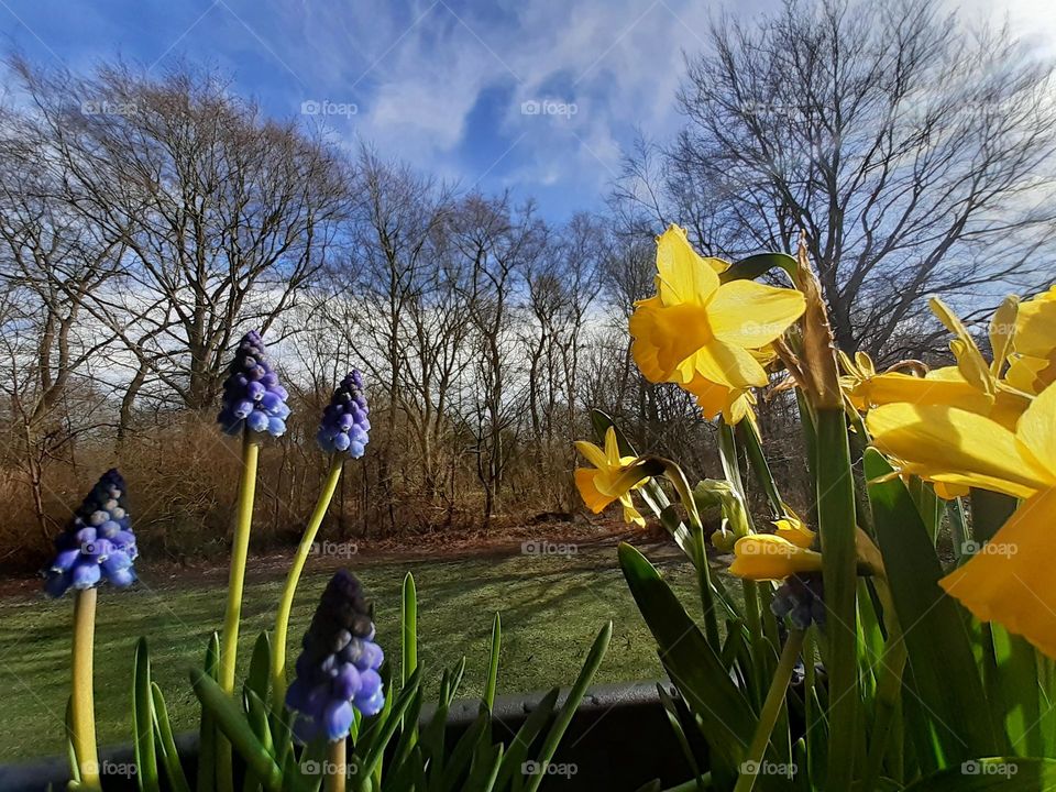 daffodils and hyacinths