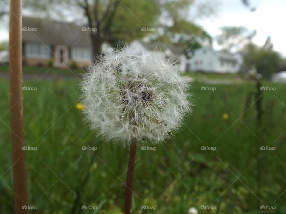 Dandelion