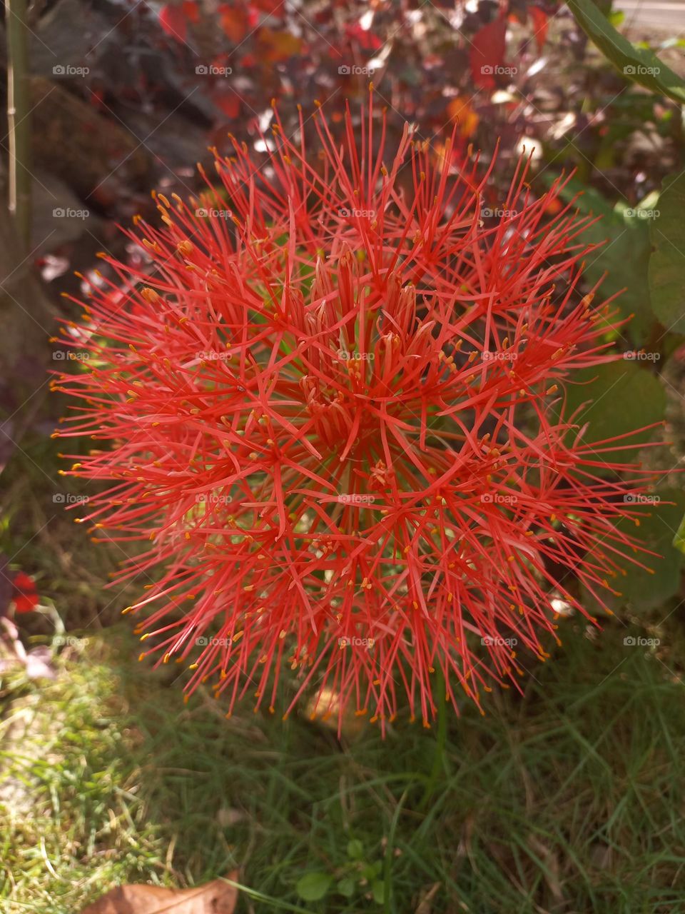 Scadoxus multiflorus in bloom growing in the yard