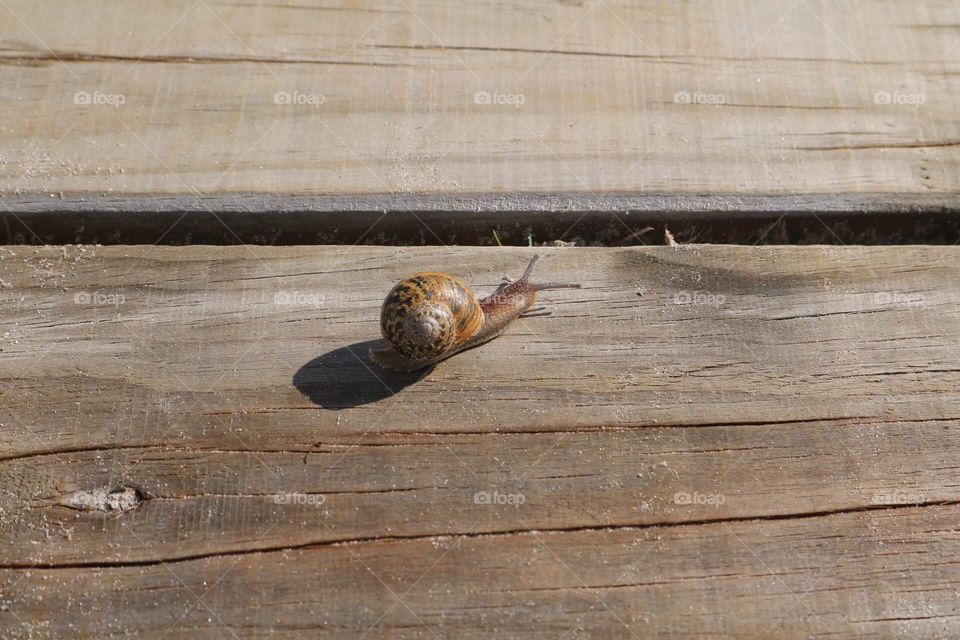A snail who loves the sun - New Zealand 2018