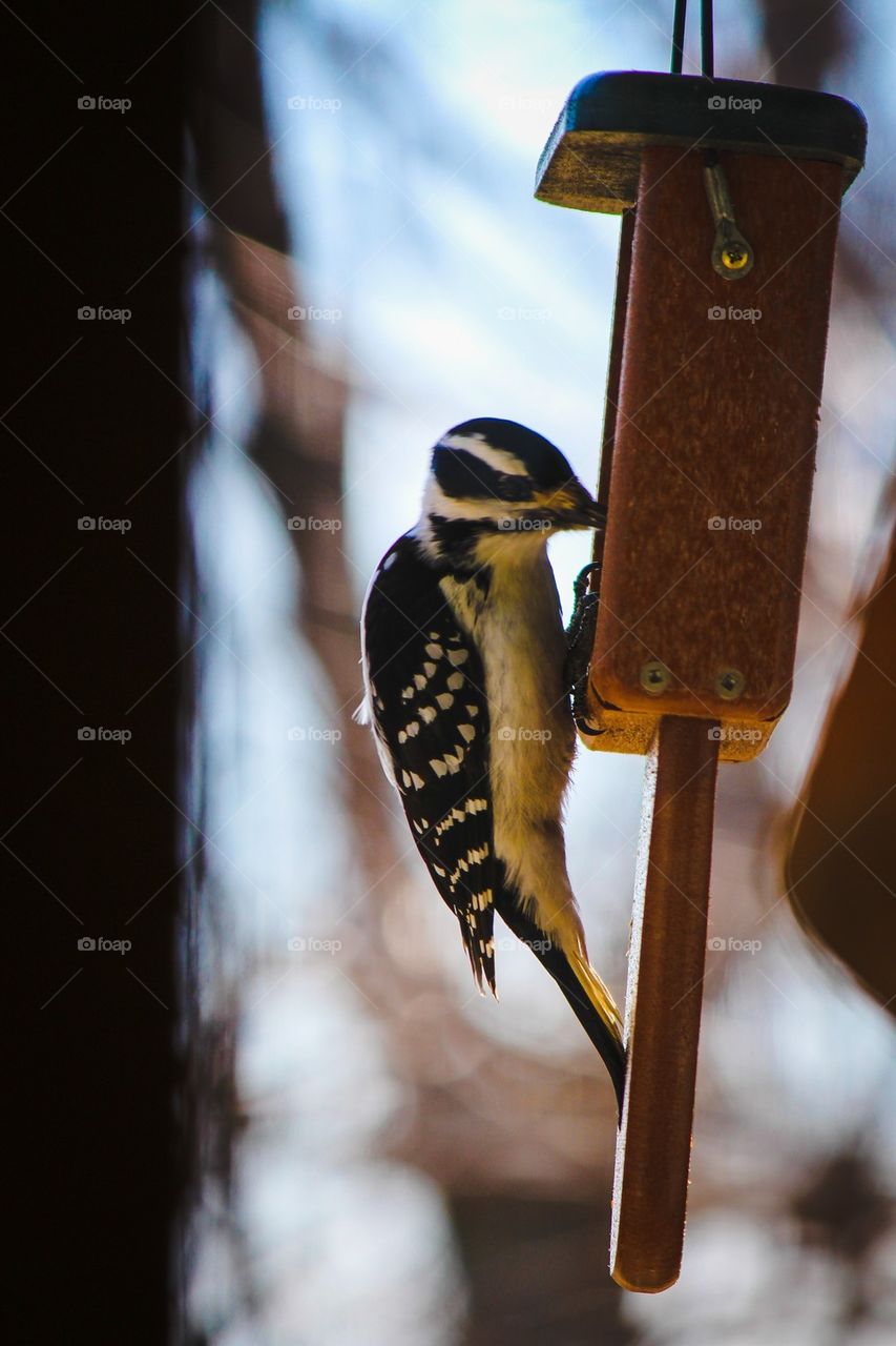 Hungry woodpecker 