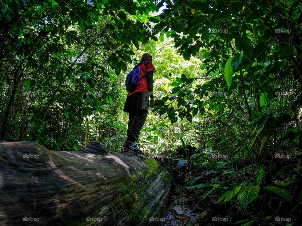 A girl walking on a fallen log in the rainforest