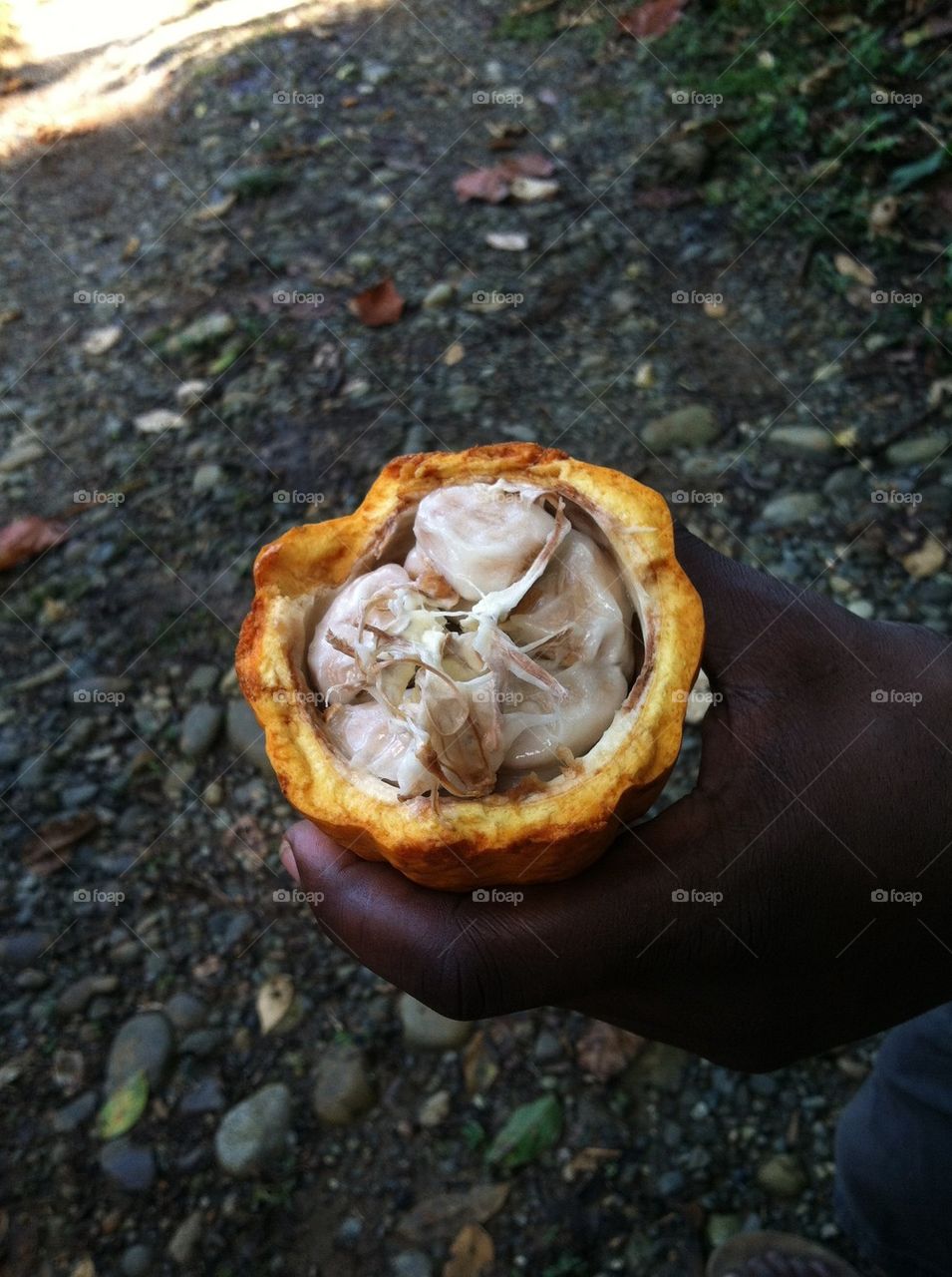 Cocoa pod