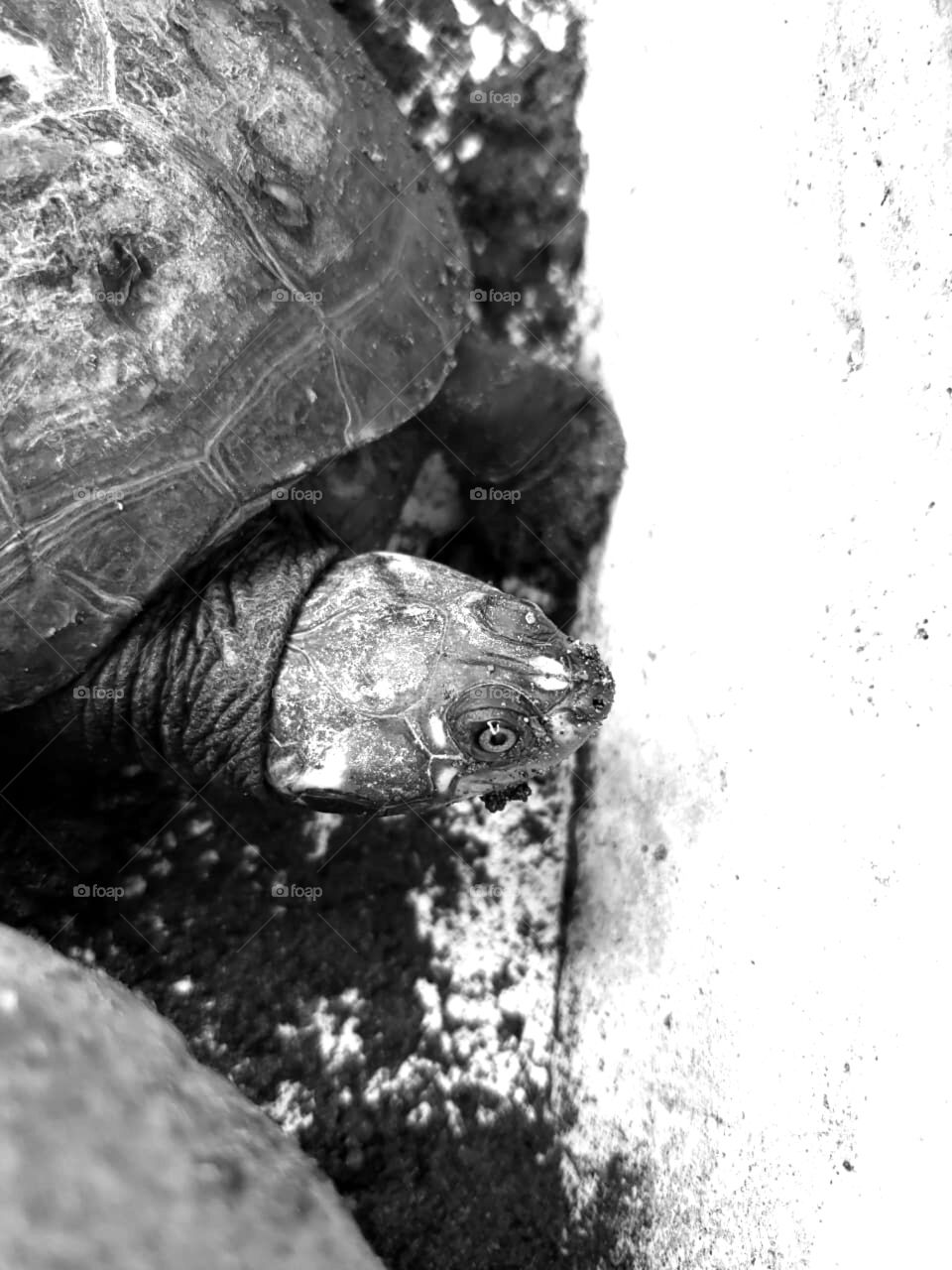 turtle, stare nature beautiful animal stares