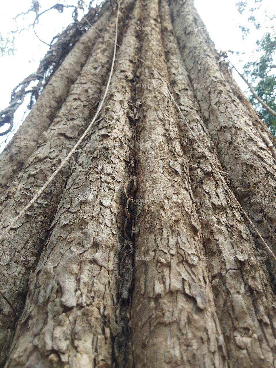 Close up of the trunk of a big tree that looks strange and beautiful, view from bottom to top.