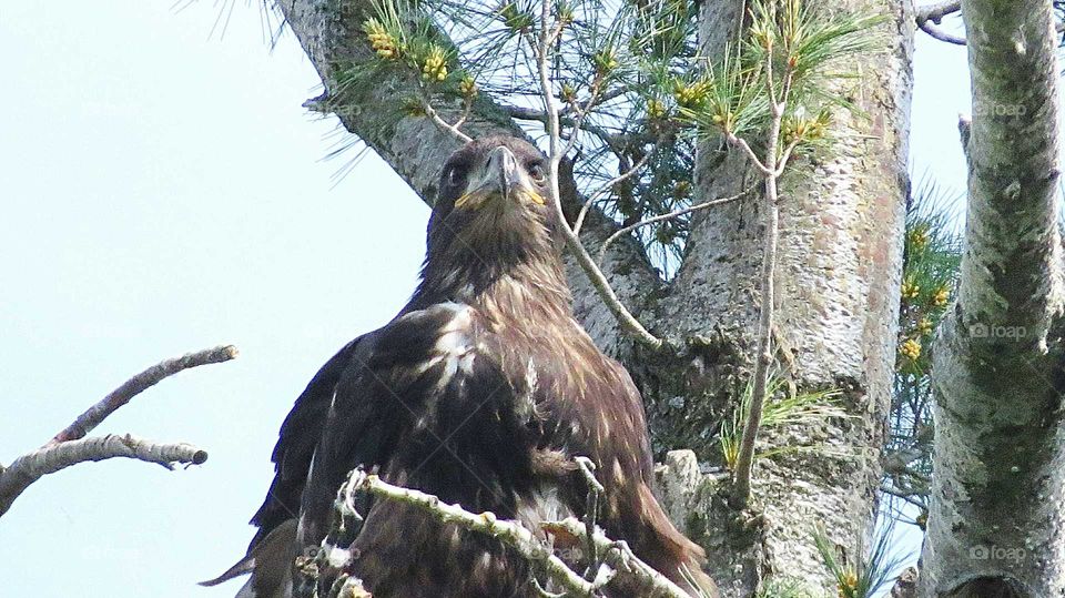 Eaglet in his nest