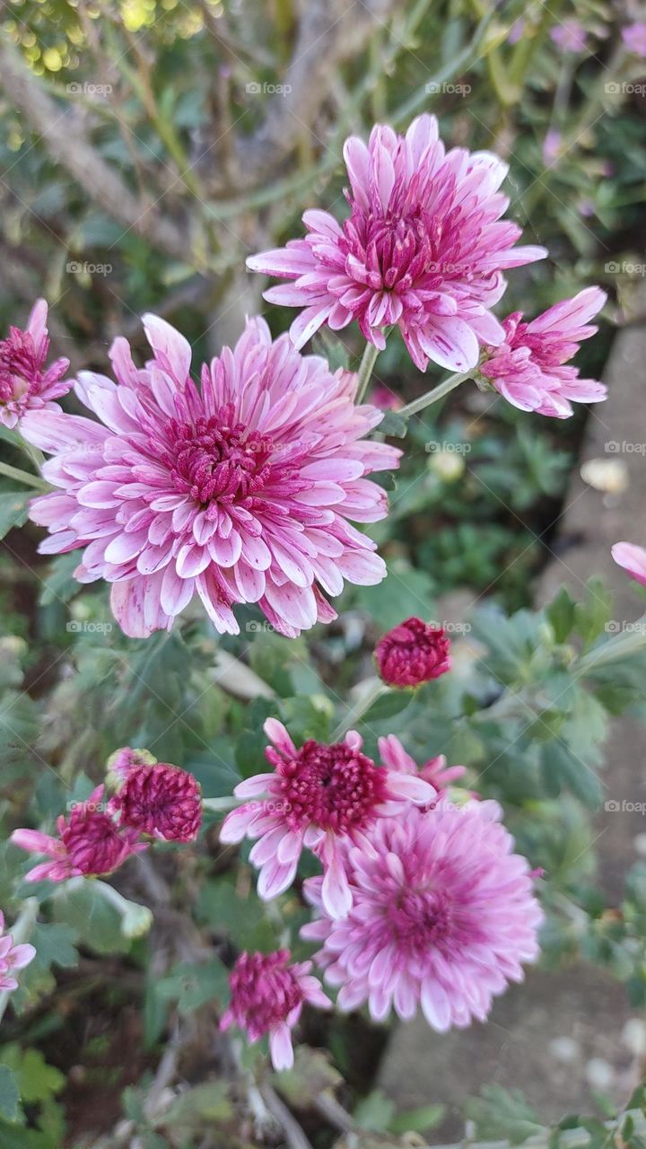 Chrysanthemum morifolium