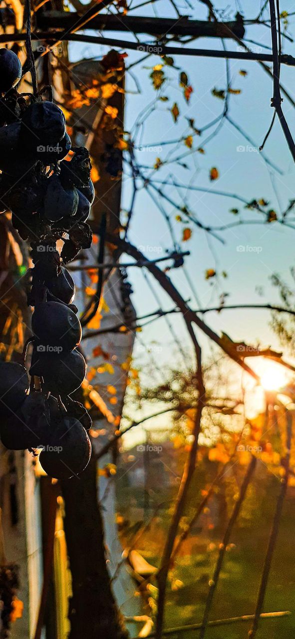 Urban sunset and the grapes