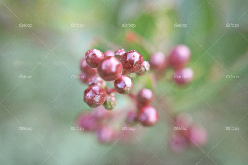 Berries