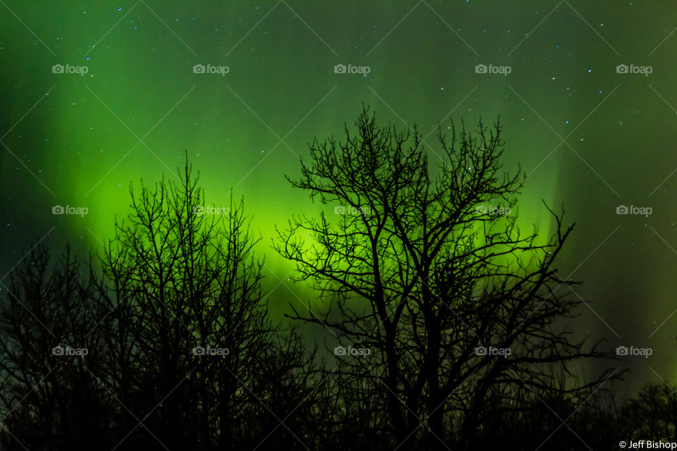 Silhouette of trees and northern lights