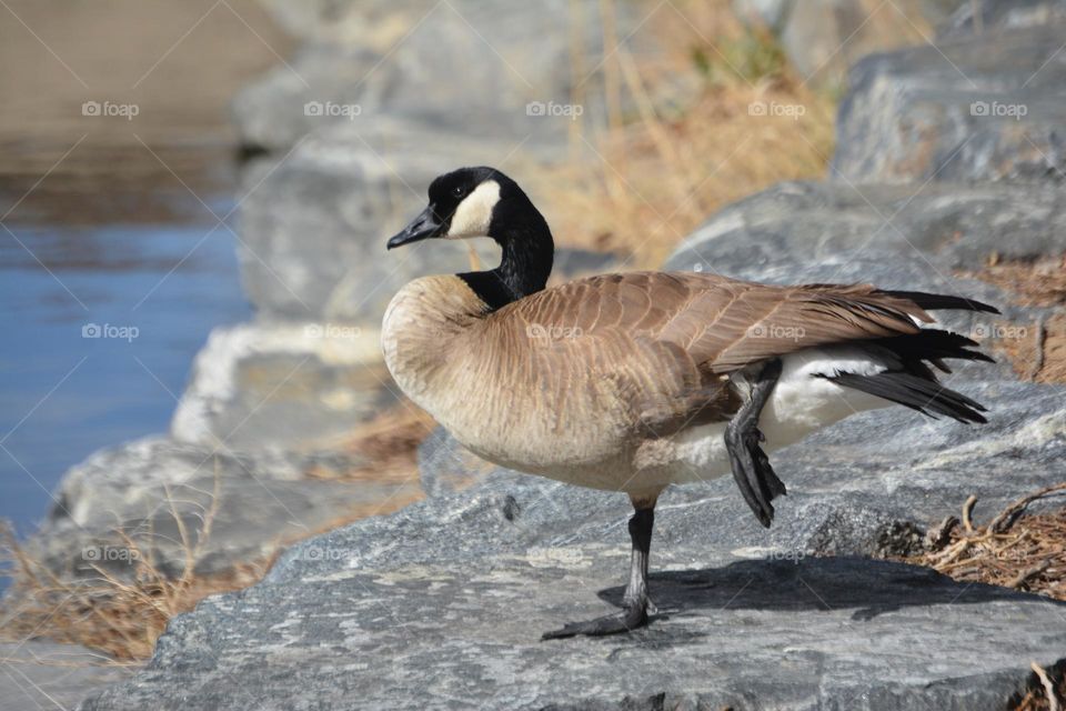 Balancing duck