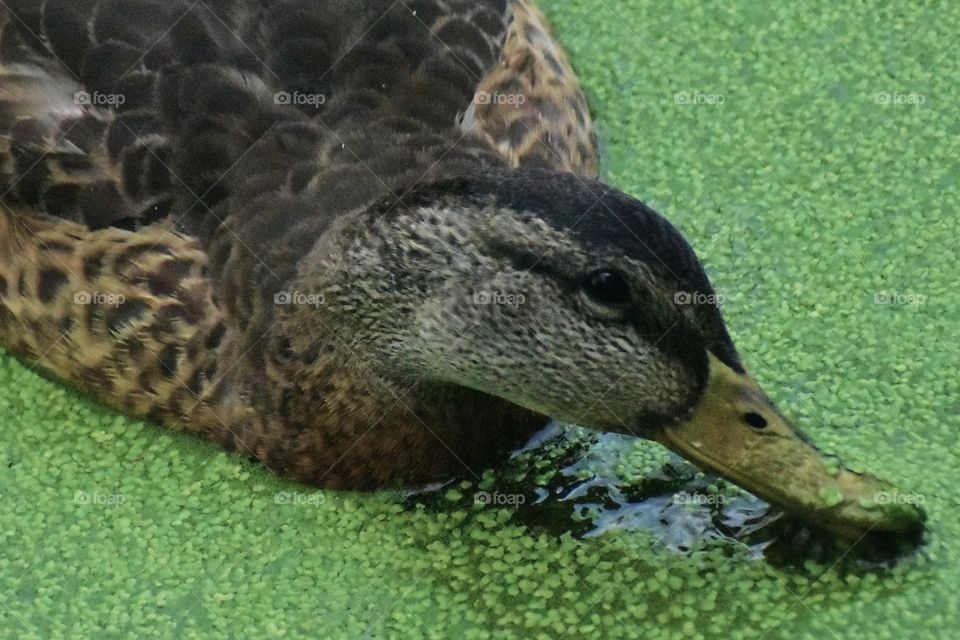 Duck in algae.