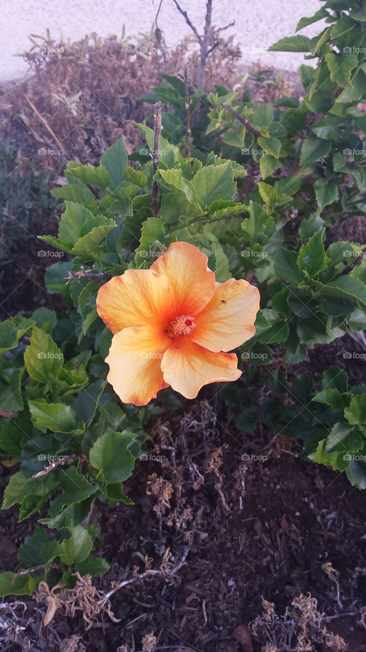 Hibiscus orange