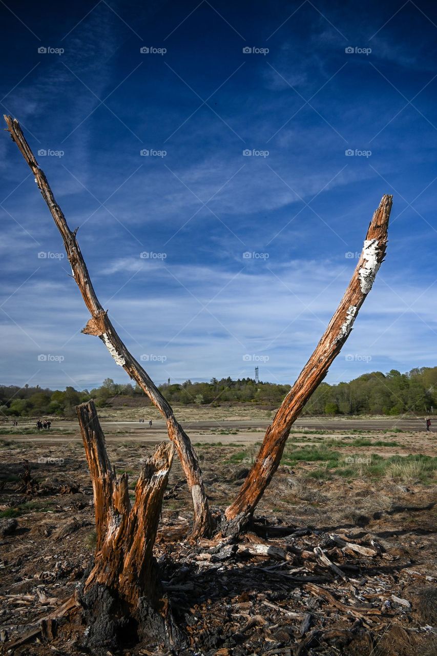 Blue sky, brown tree