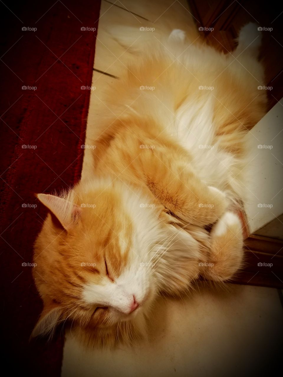 Orange cat sleeping on its back