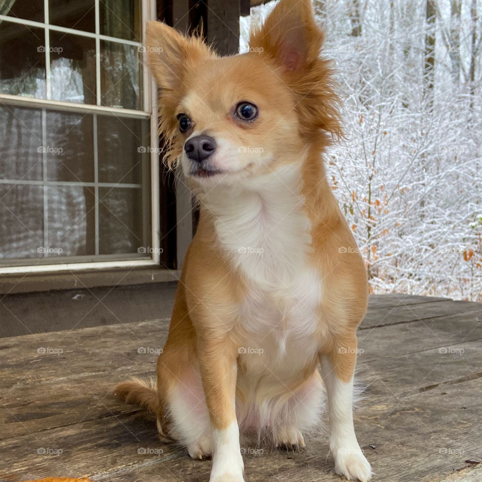 Chihuahua out in the winter weather