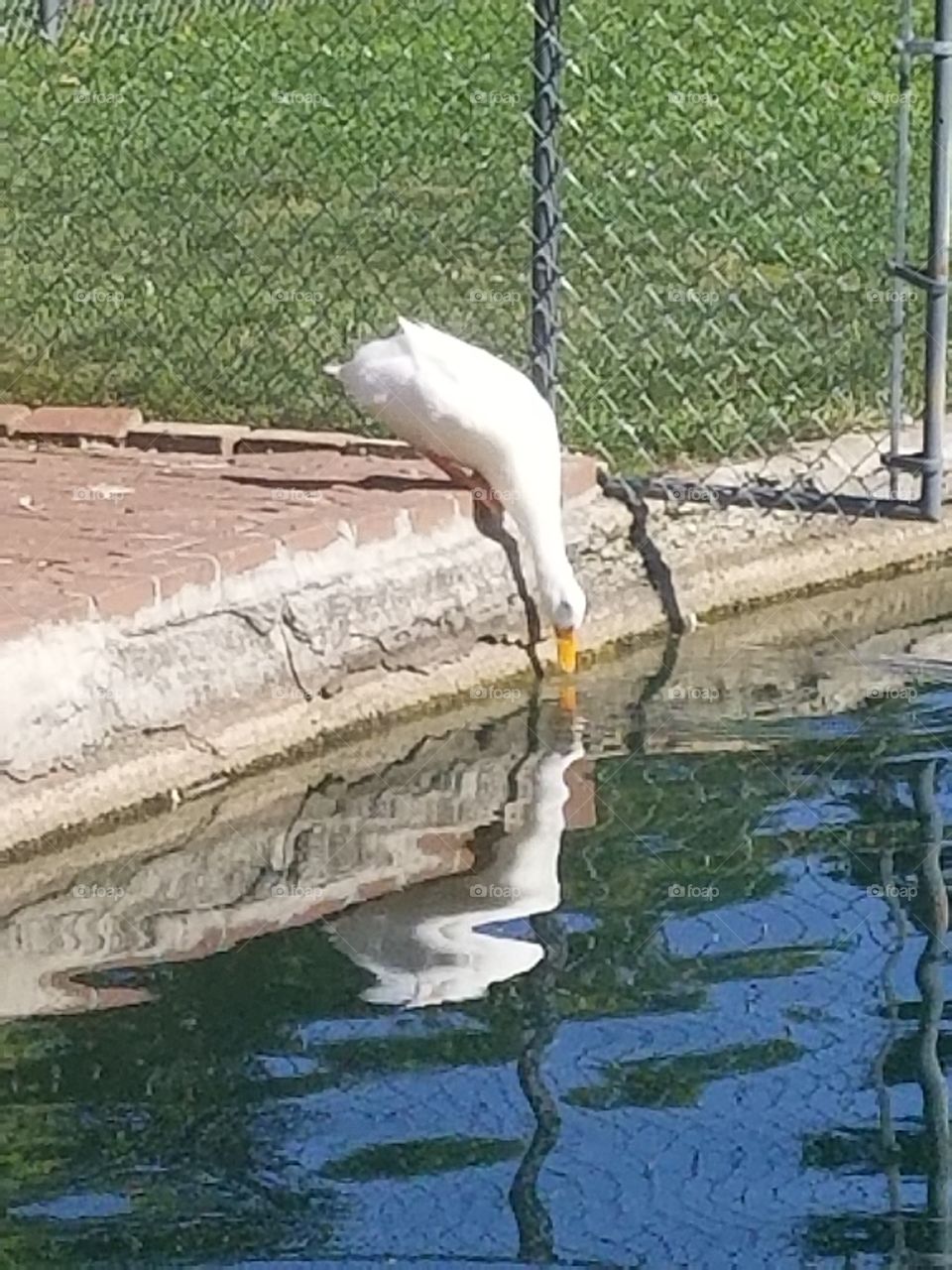Swan Drinking Water