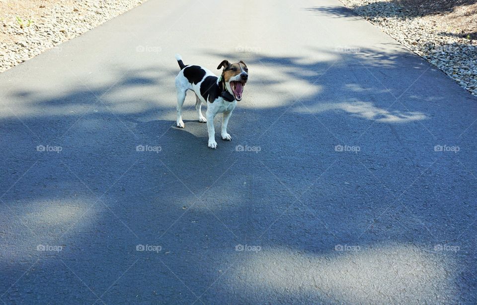 Sleepy Pup. Dixie loves running up & down this long driveway, to the point of exhaustion.