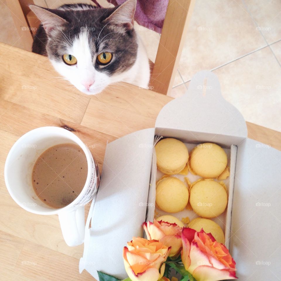 Breakfast with Kitty 