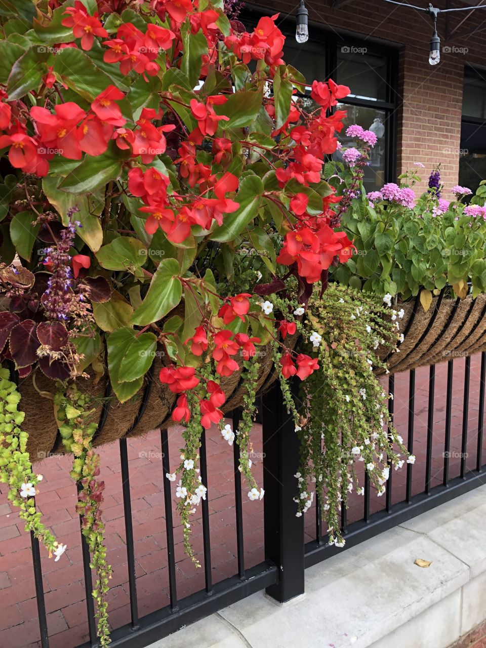 Beautiful flowers in Falls Church Va 