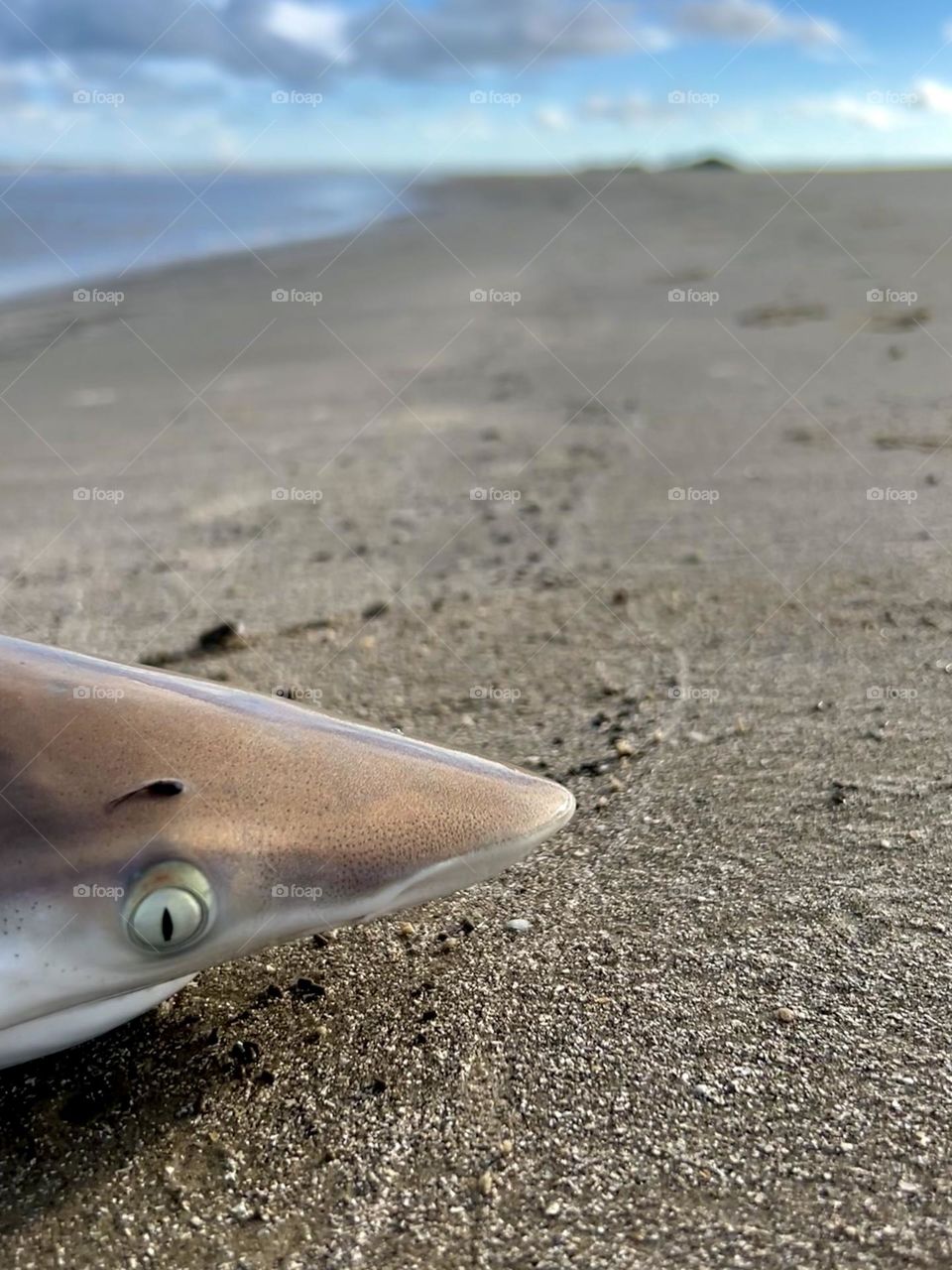 Editors choice. Face and eye of a baby black tip shark that I caught while surf fishing in Texas!