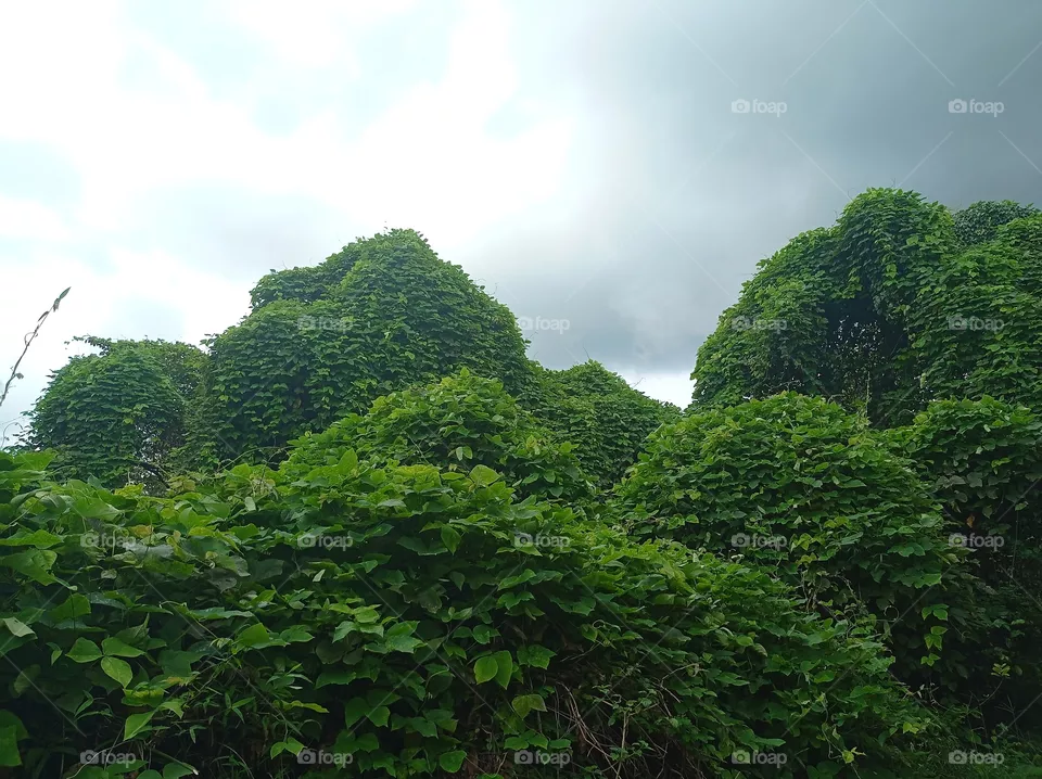 Nature