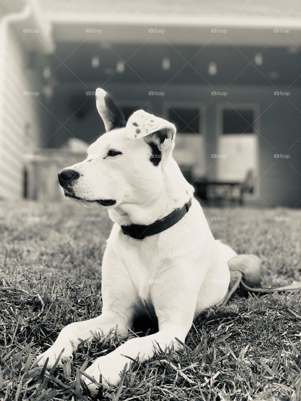 Black and white dog