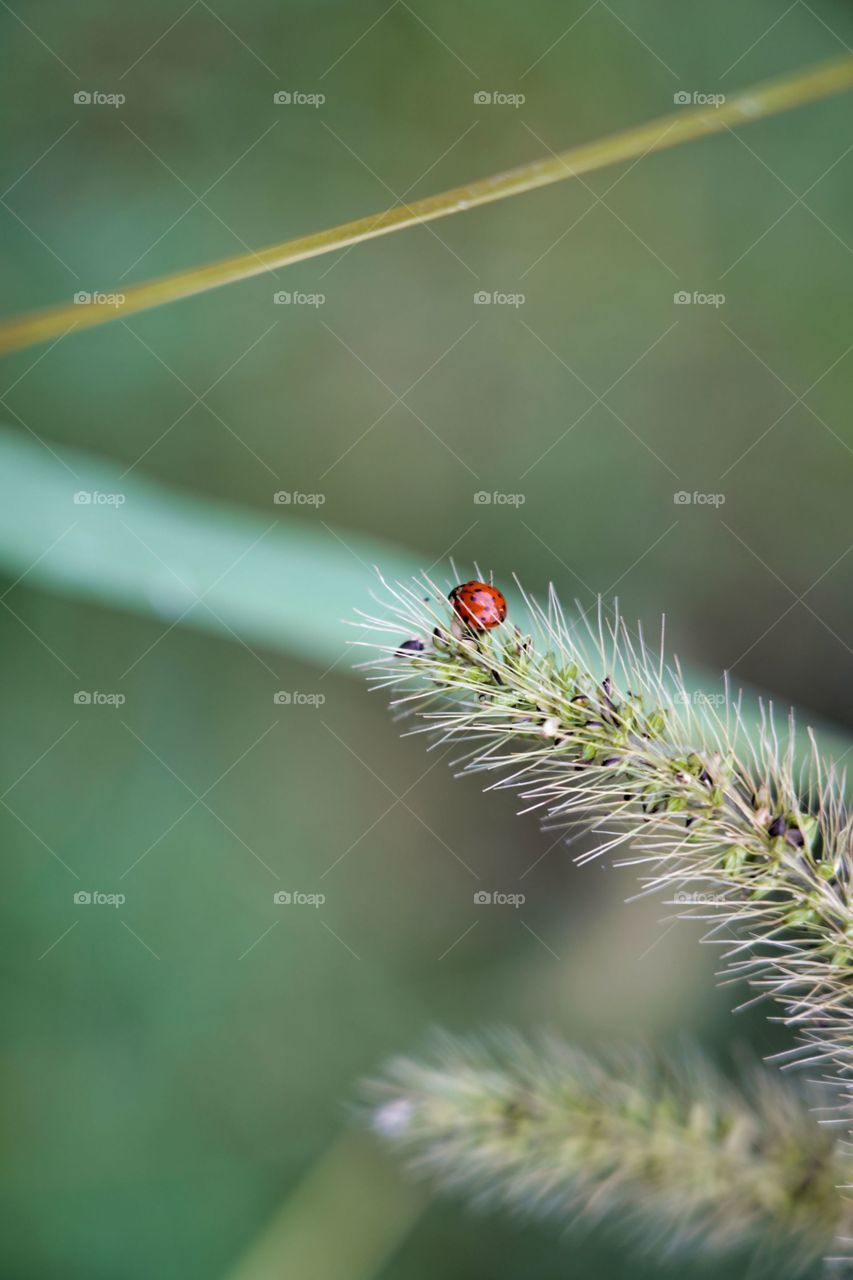 ladybug