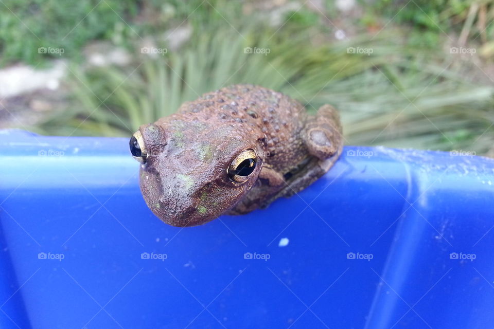 frog