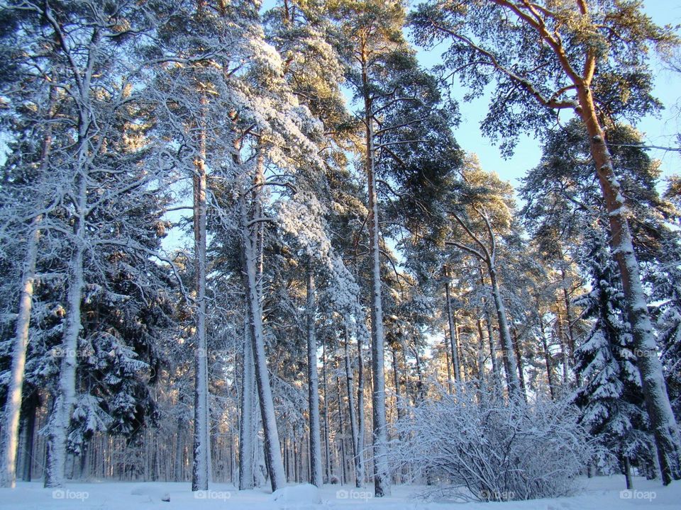 Winter forest ❄️ Landscape ❄️ Trees ❄️ Snow ❄️